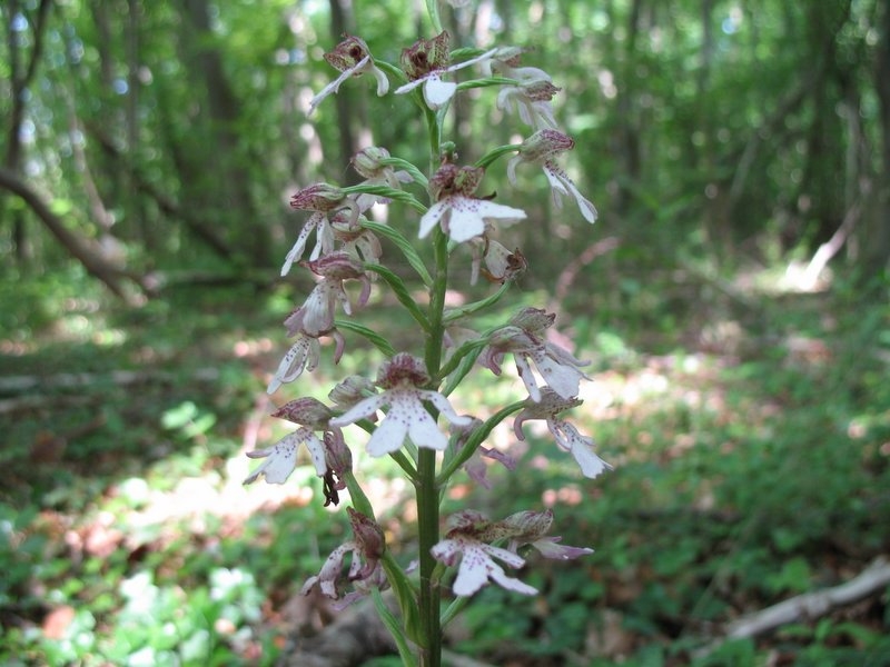 2006 orchis purpurea